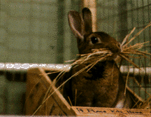 rabbitmakingnest.gif